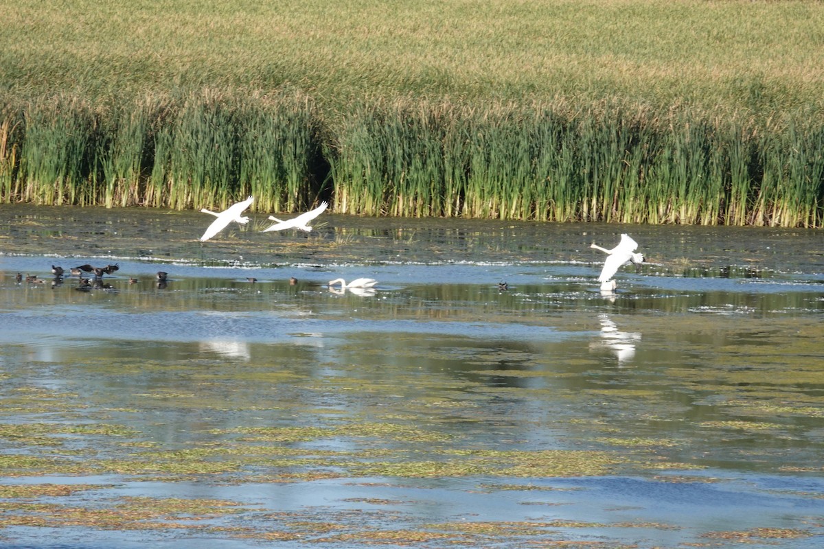 Trumpeter Swan - ML623964490