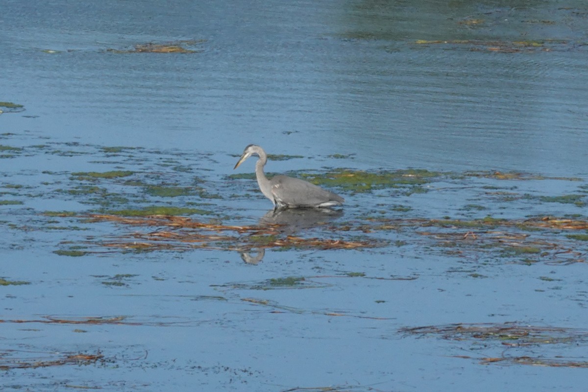 Great Blue Heron - Gilbert Bouchard