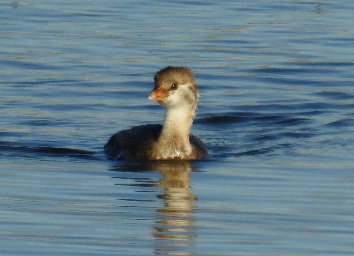 Pied-billed Grebe - ML623964512