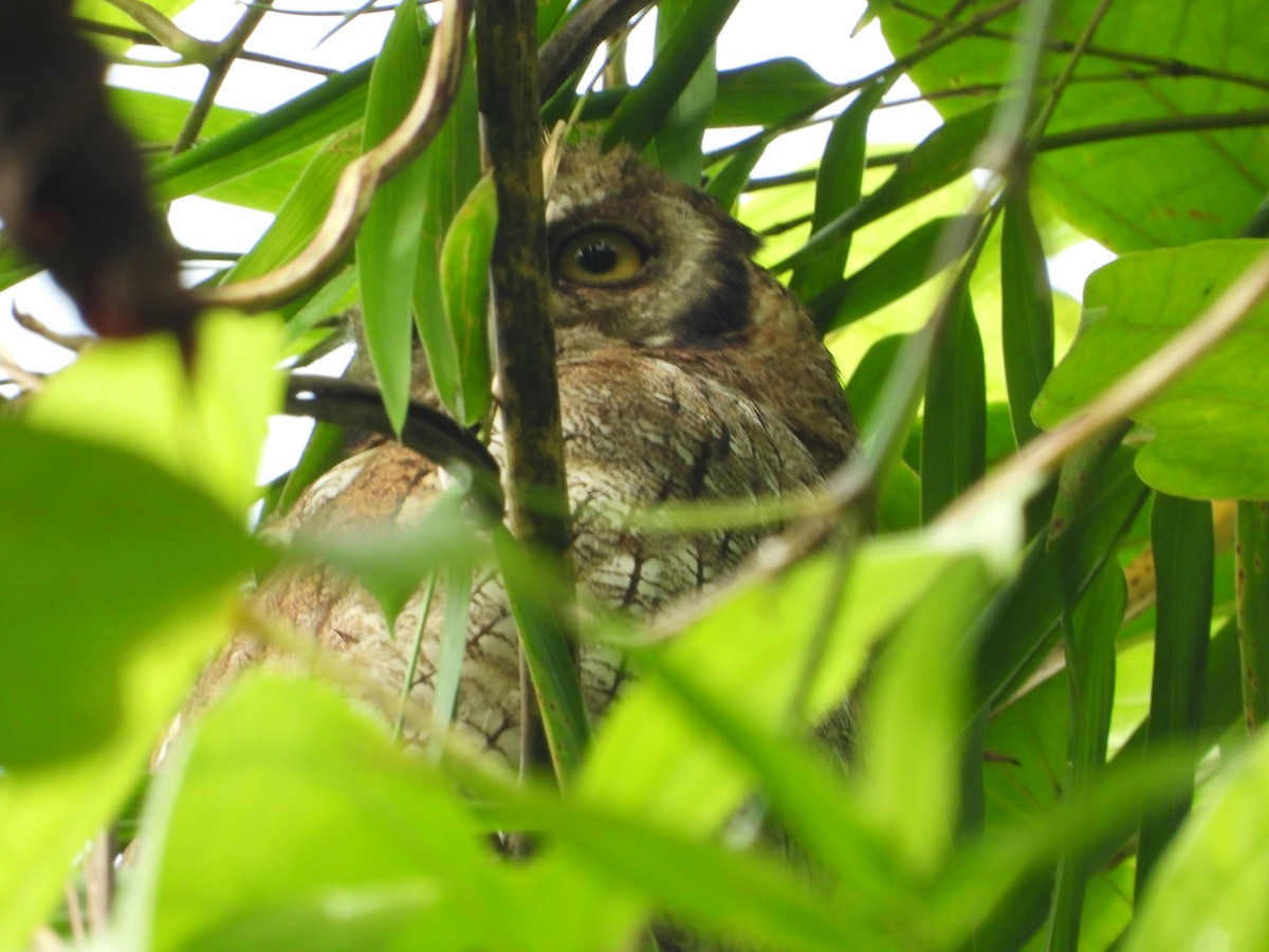 Tropical Screech-Owl - ML623964513