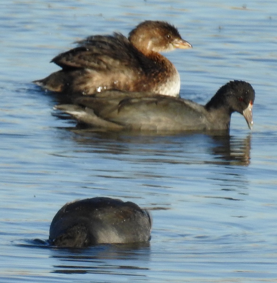 Pied-billed Grebe - ML623964514