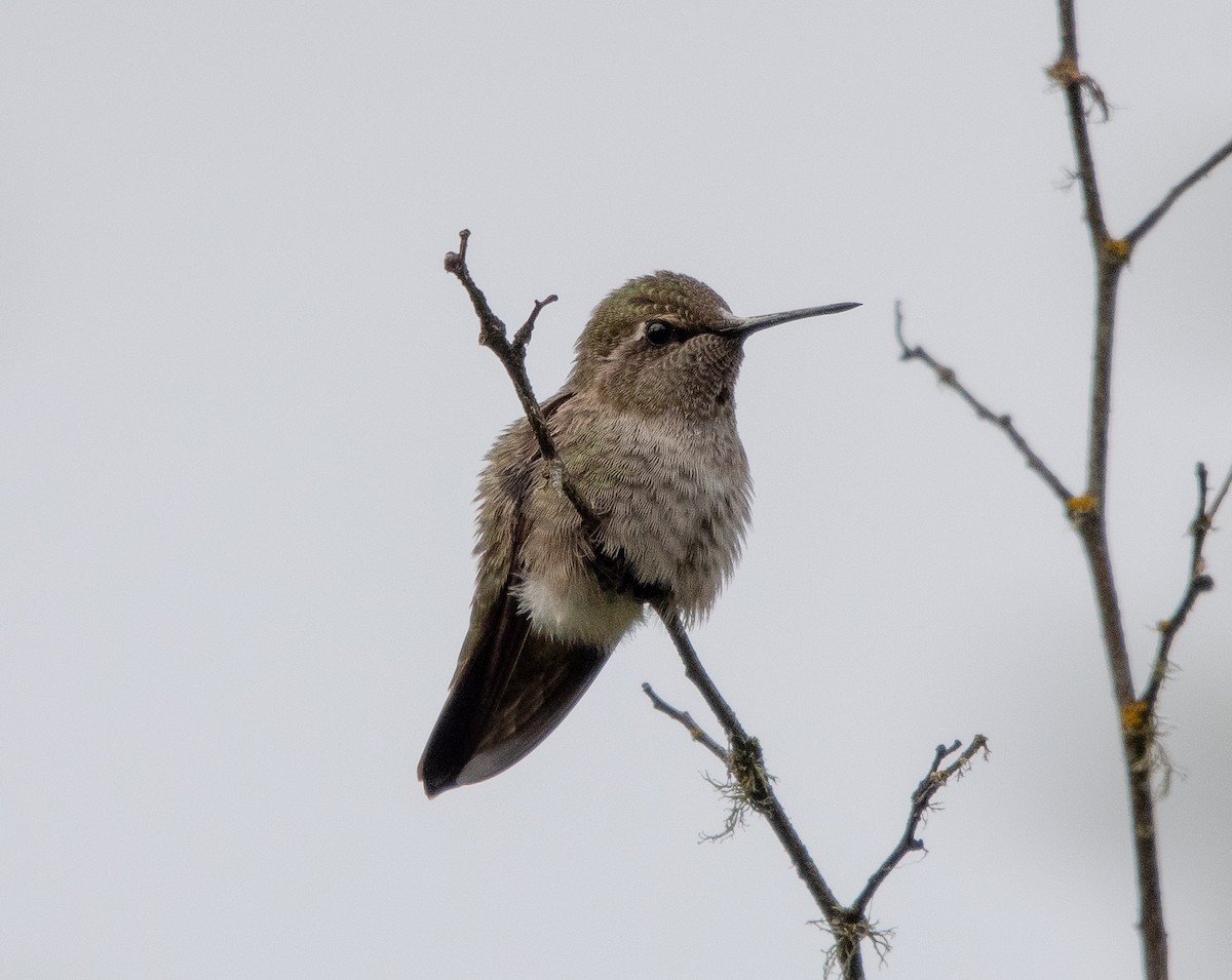 Anna's Hummingbird - ML623964534