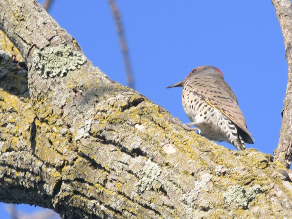 Northern Flicker (Yellow-shafted) - ML623964547