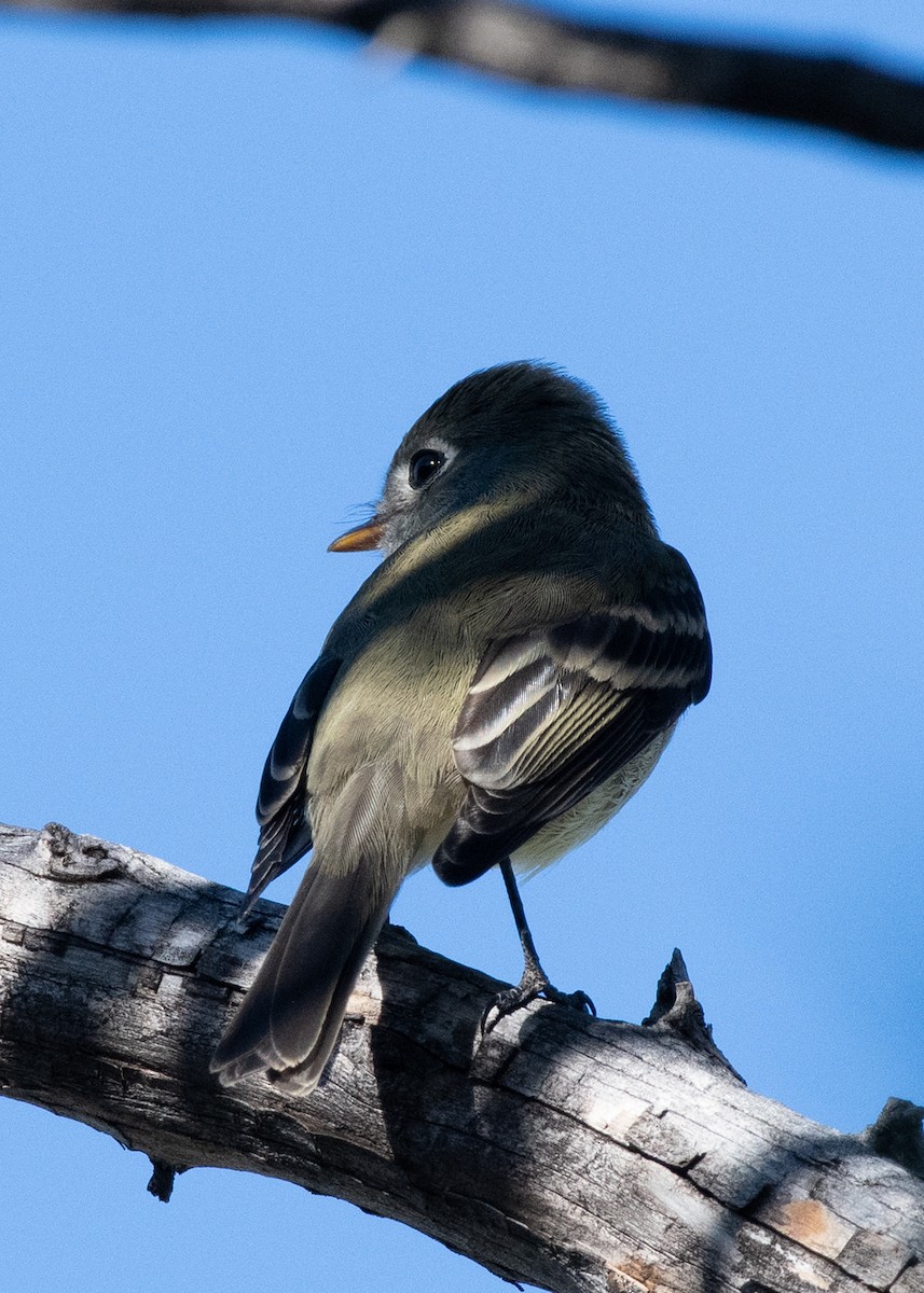 Western Flycatcher - ML623964548