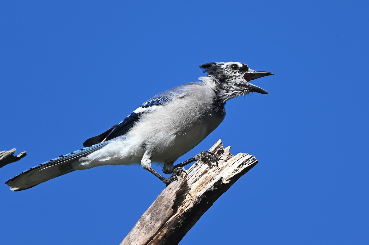 Blue Jay - ML623964551