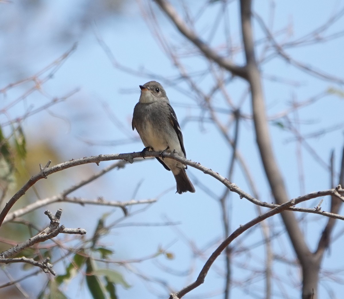 Western Wood-Pewee - ML623964555