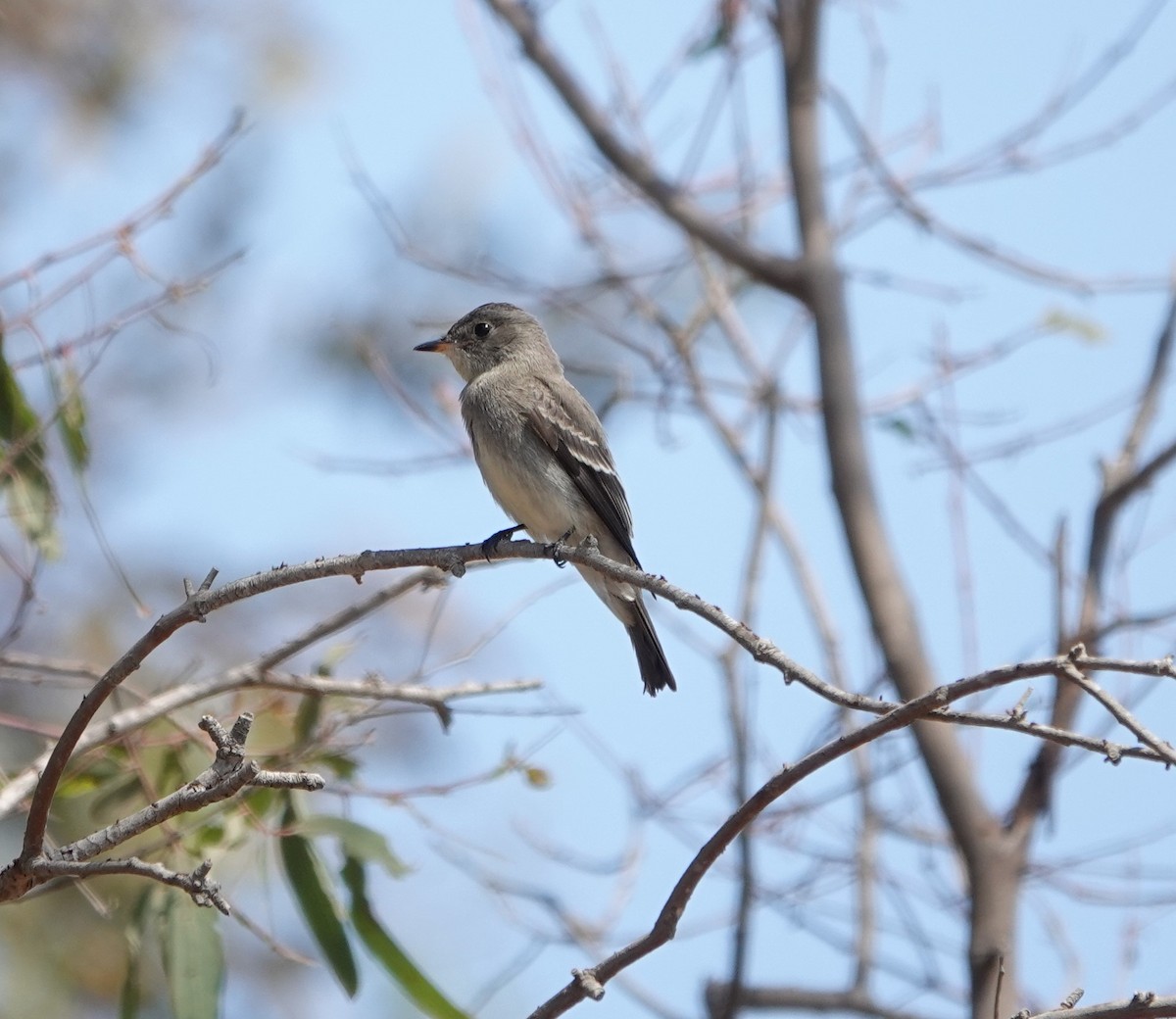 Western Wood-Pewee - ML623964556