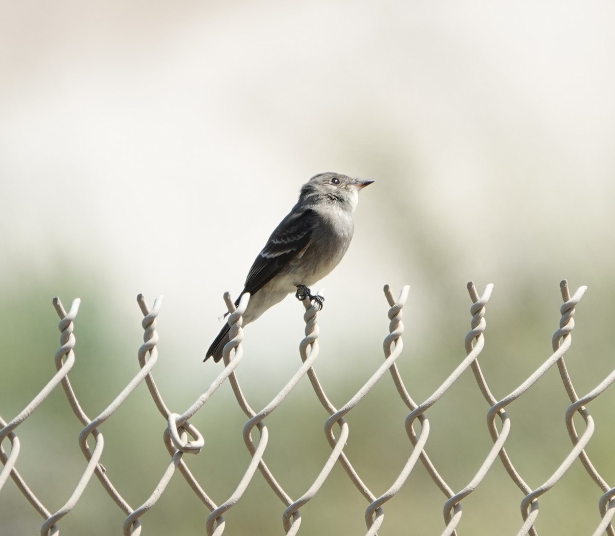 Western Wood-Pewee - ML623964557