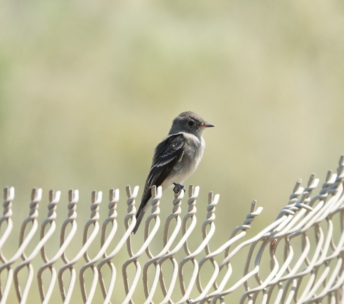 Western Wood-Pewee - Sylvia Afable