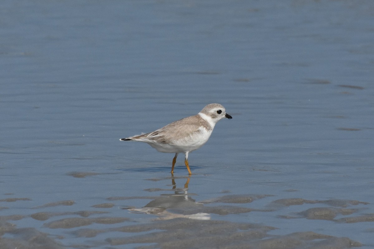 Piping Plover - ML623964562