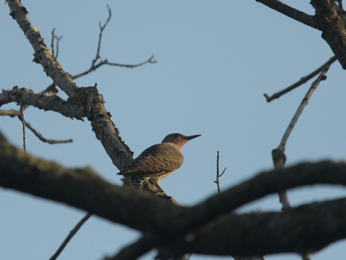 Northern Flicker (Yellow-shafted) - ML623964569