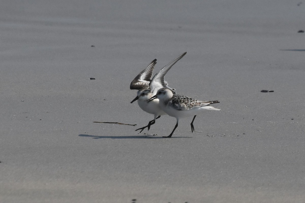 Sanderling - James Thompson