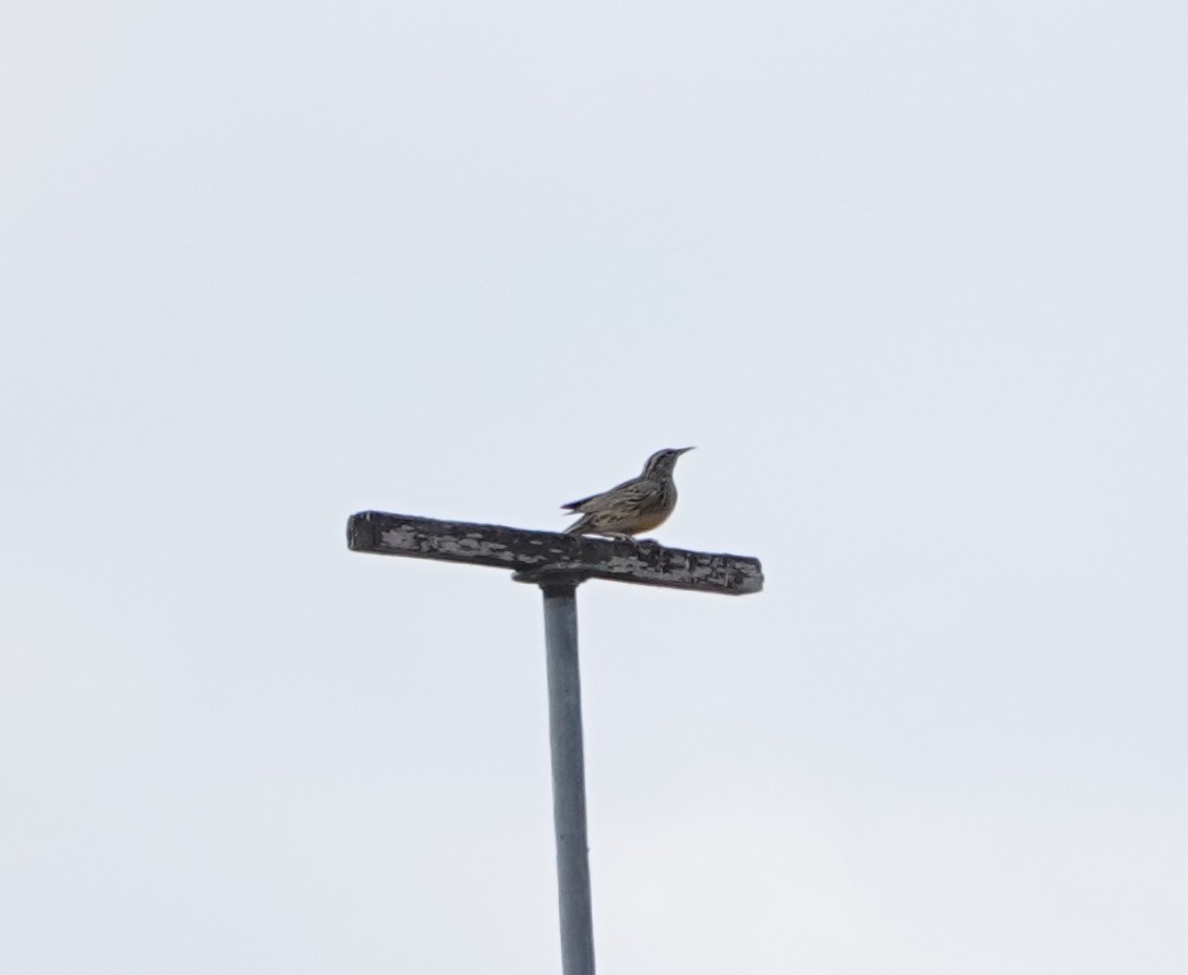 Western Meadowlark - ML623964571