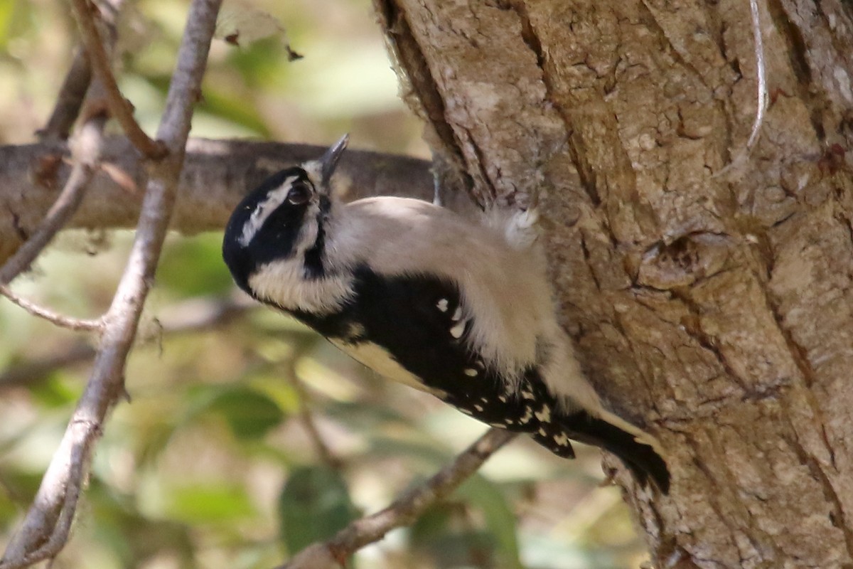 Downy Woodpecker - ML623964579