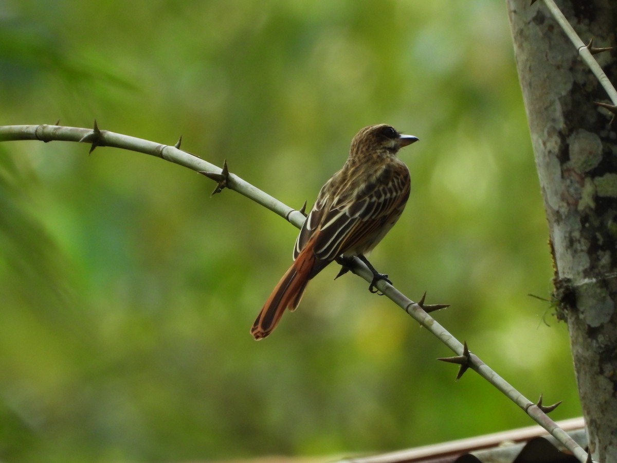 Streaked Flycatcher - ML623964581