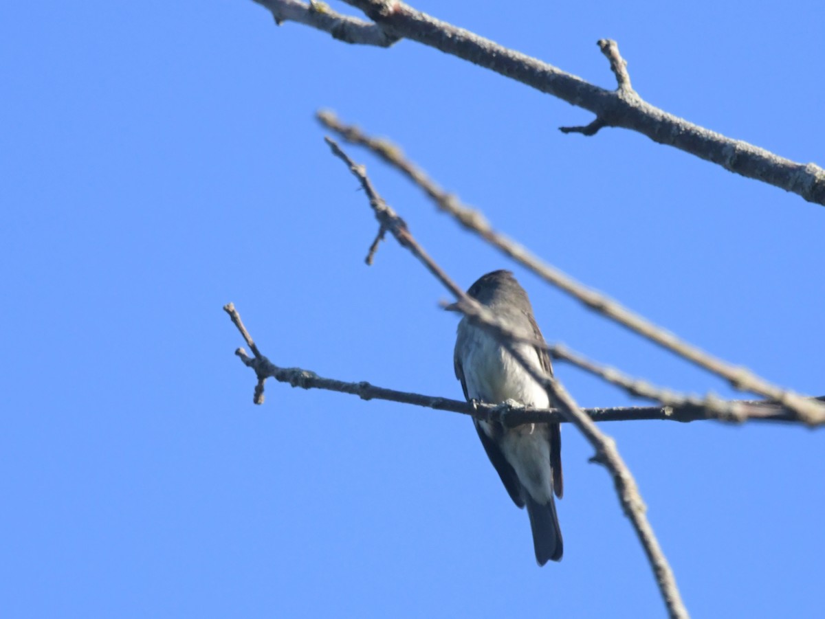 Eastern Wood-Pewee - ML623964583