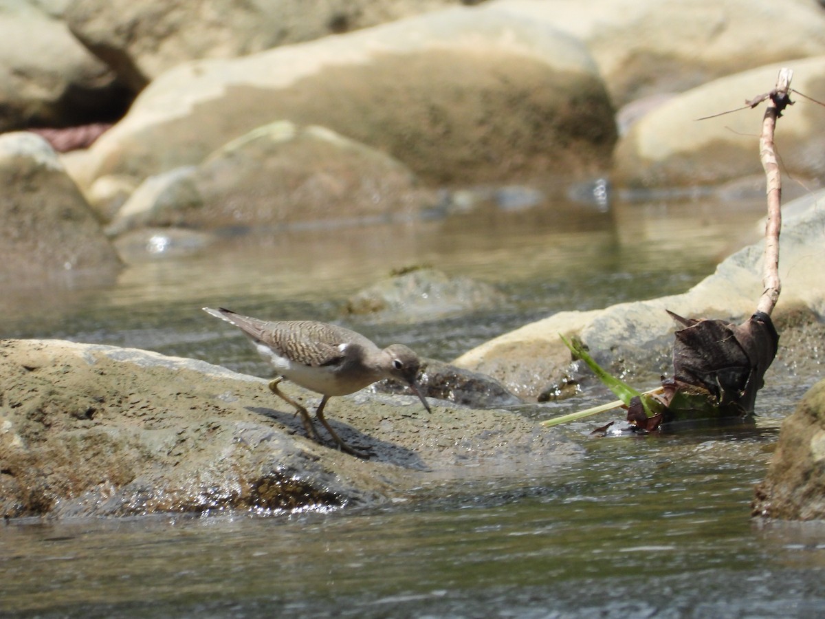 Spotted Sandpiper - ML623964596