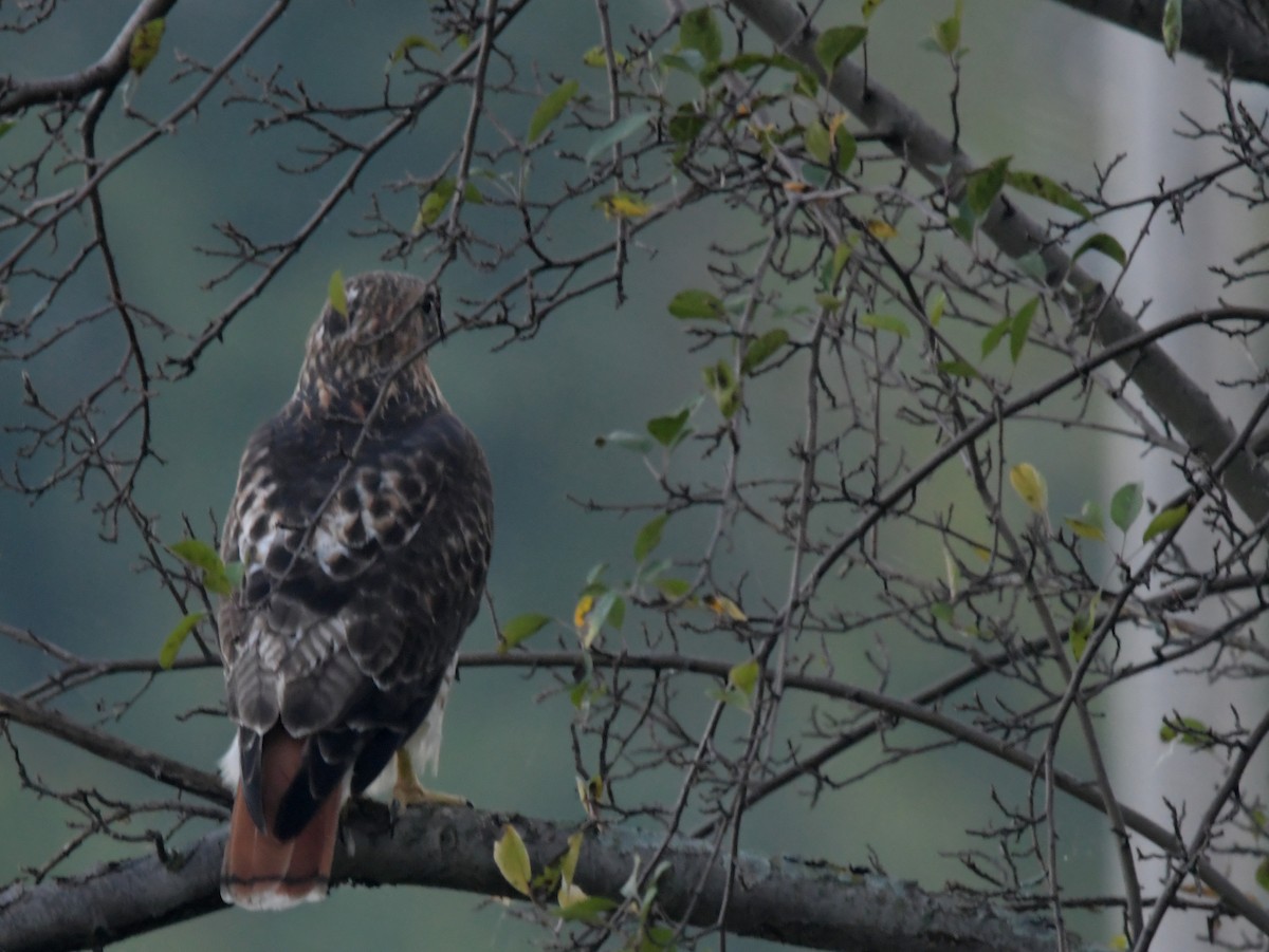 Red-tailed Hawk - ML623964618