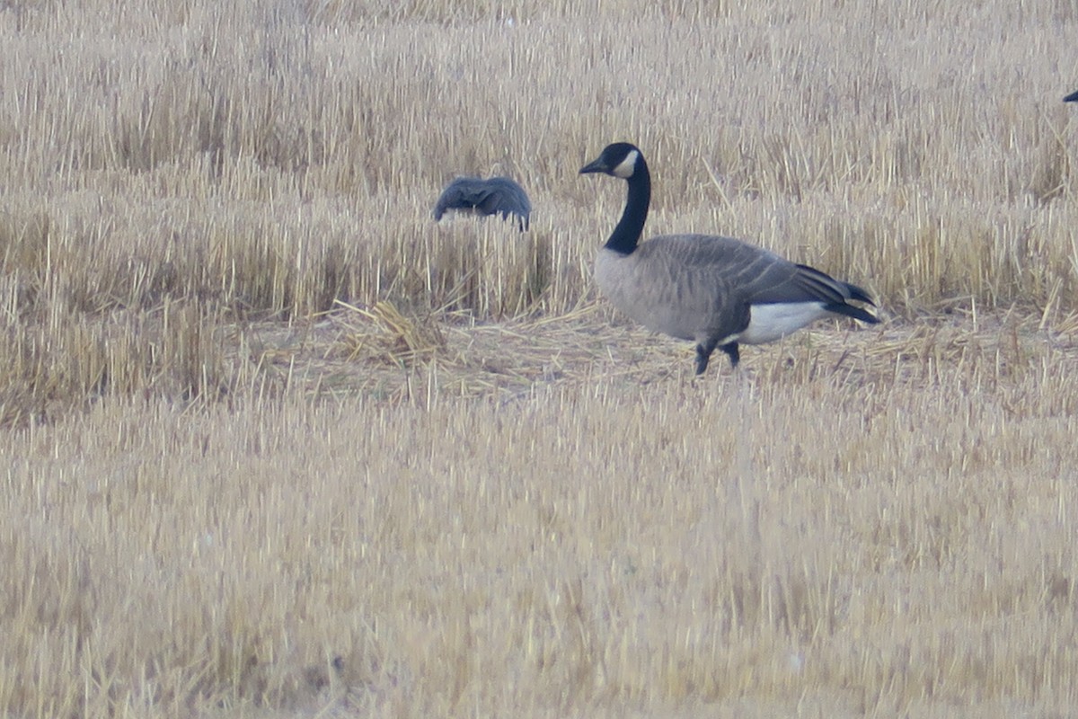 Cackling Goose - Michael Simmons