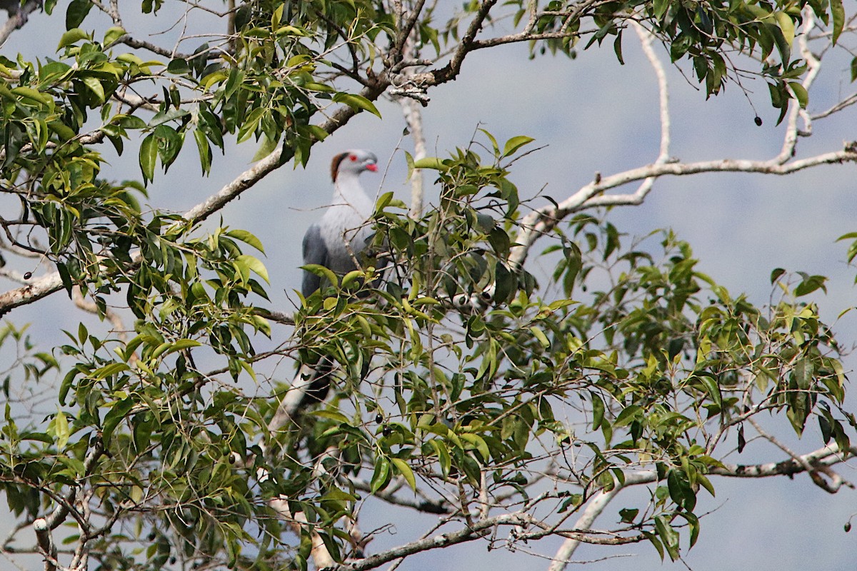 Topknot Pigeon - ML623964650