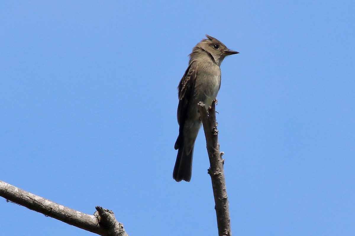 Western Wood-Pewee - ML623964651