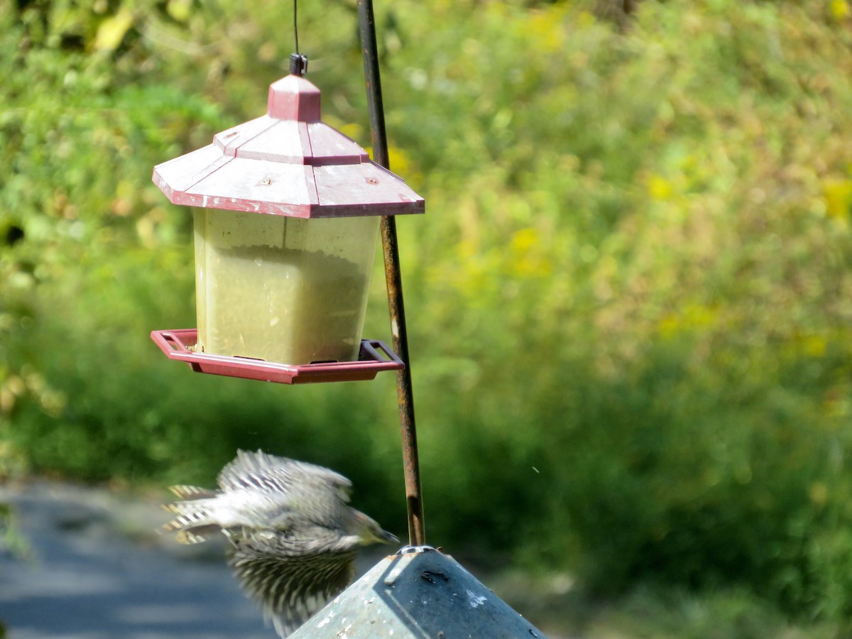 Red-bellied Woodpecker - ML623964661