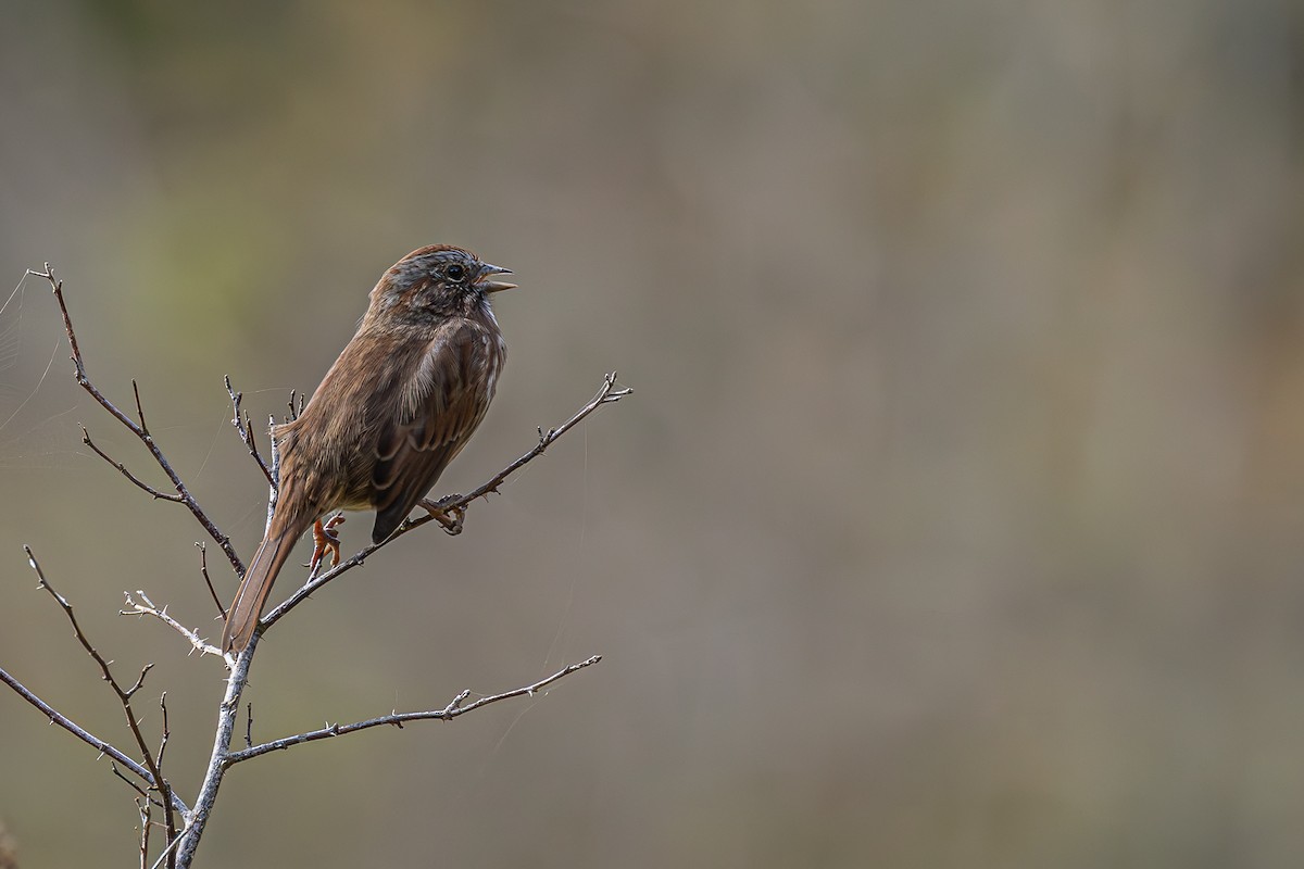 Song Sparrow - Betty Stevens