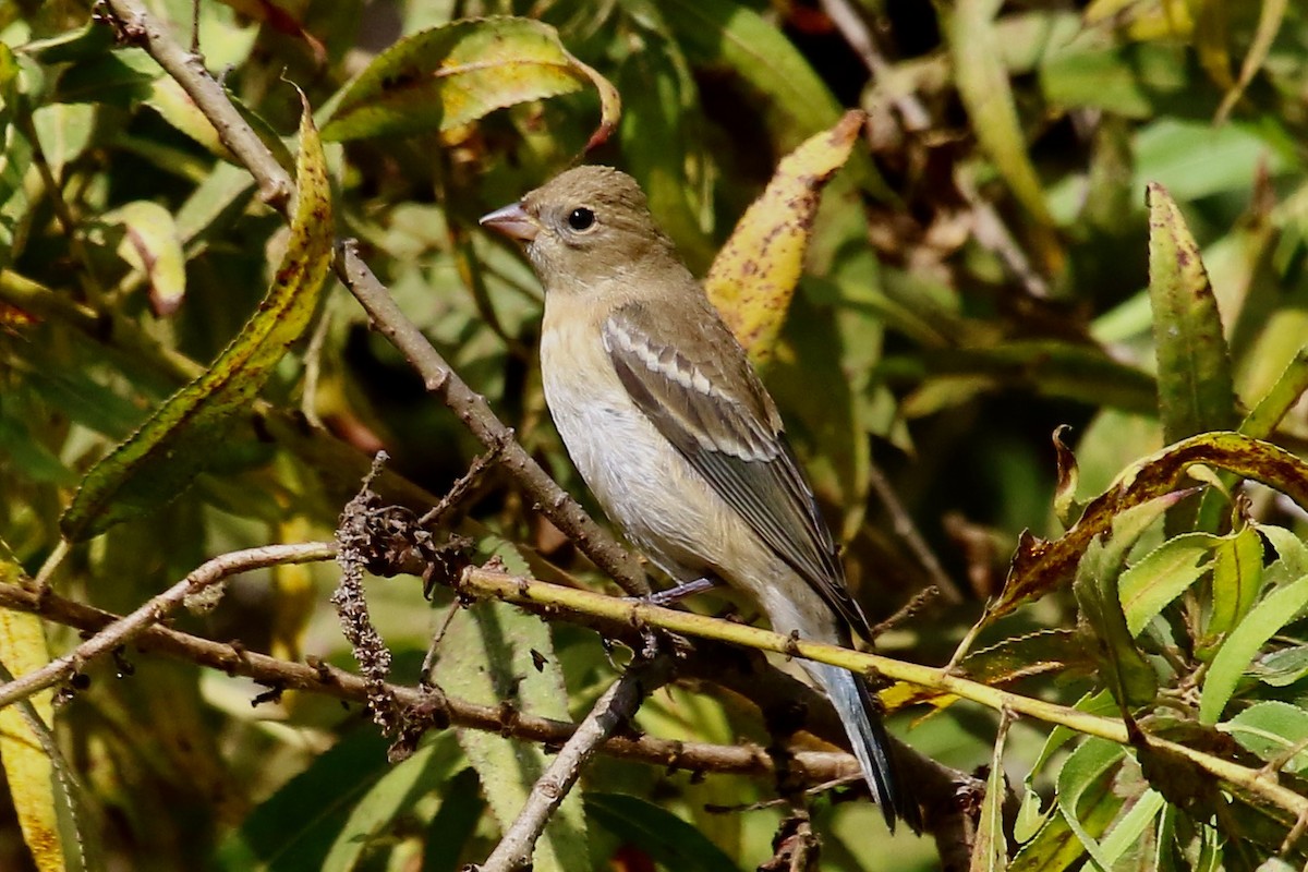 Passerin azuré - ML623964675