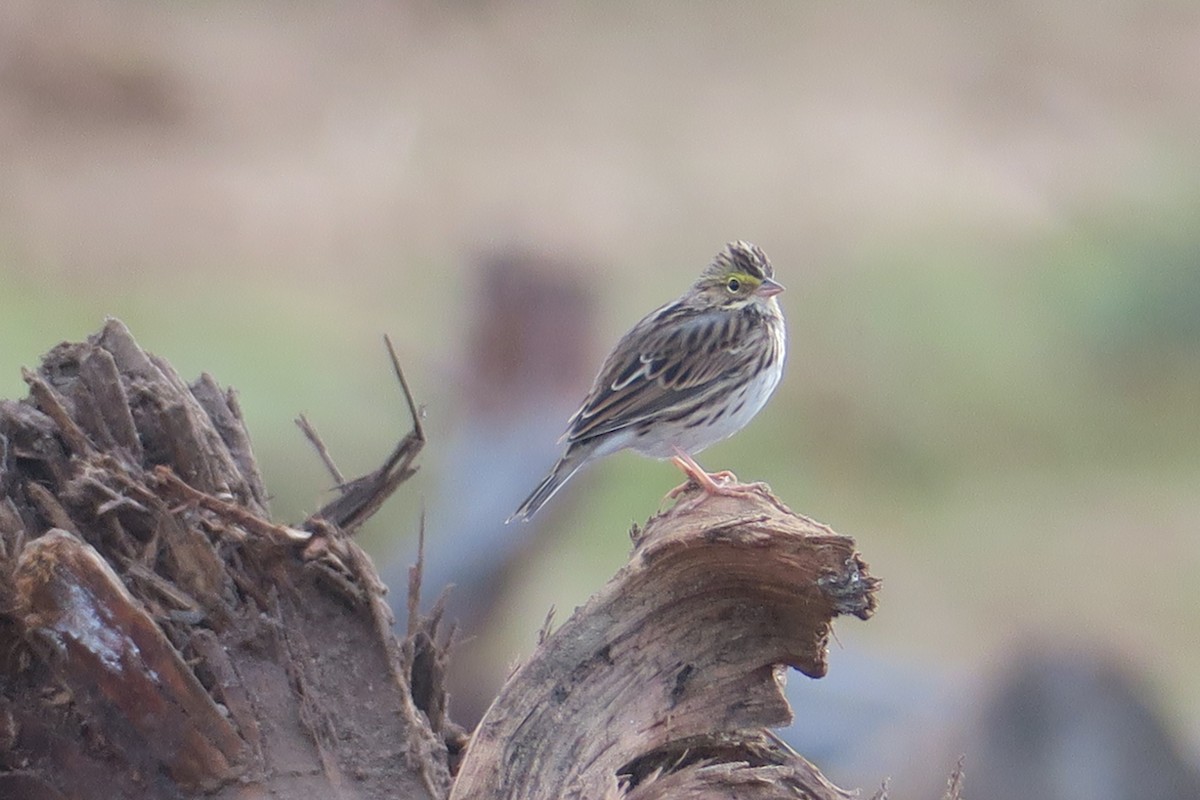 Savannah Sparrow - ML623964676