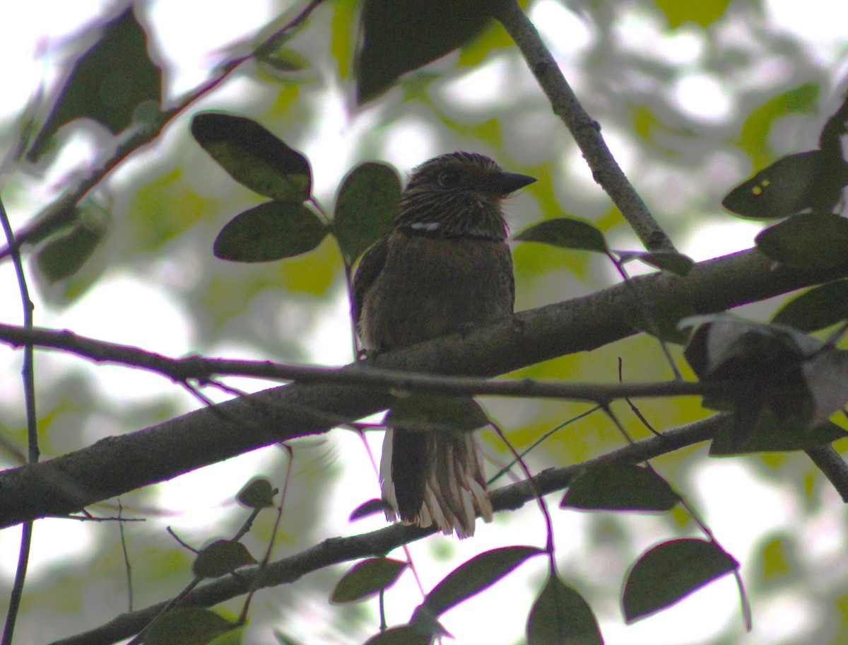 Crescent-chested Puffbird (Greater) - ML623964687