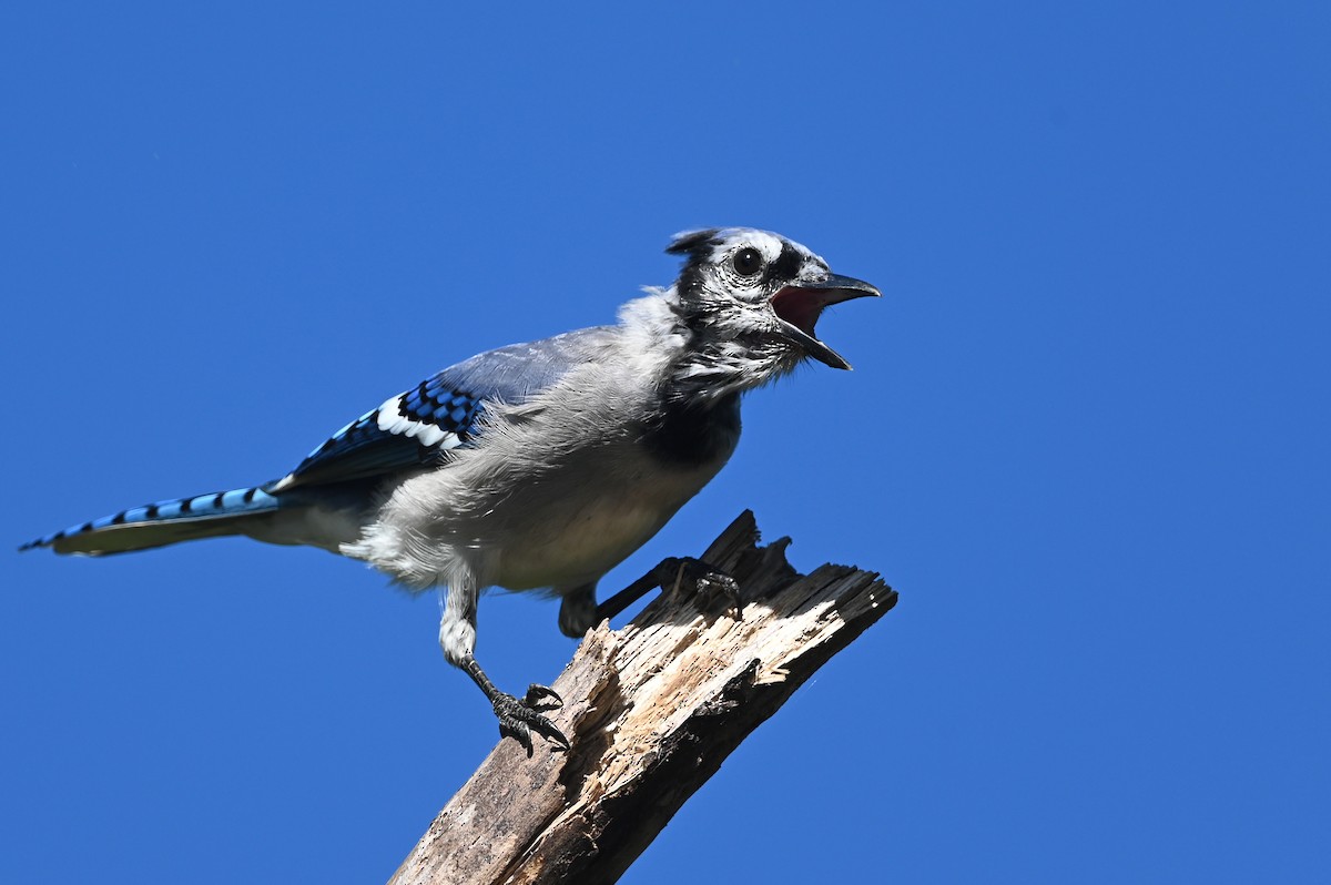 Blue Jay - ML623964689