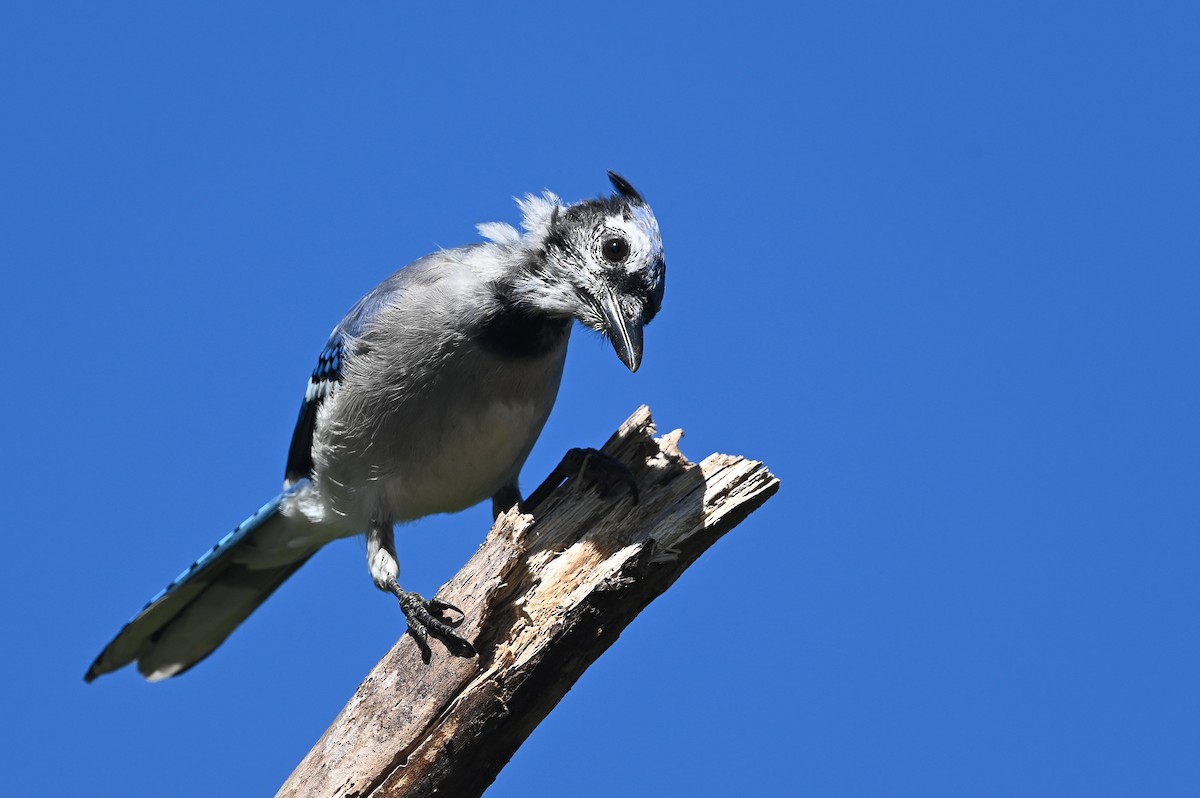 Blue Jay - ML623964690