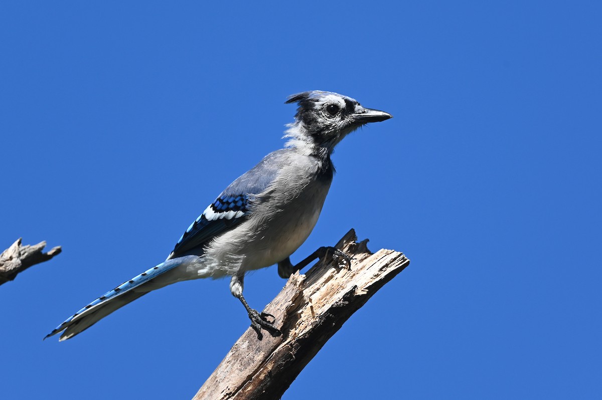 Blue Jay - ML623964691