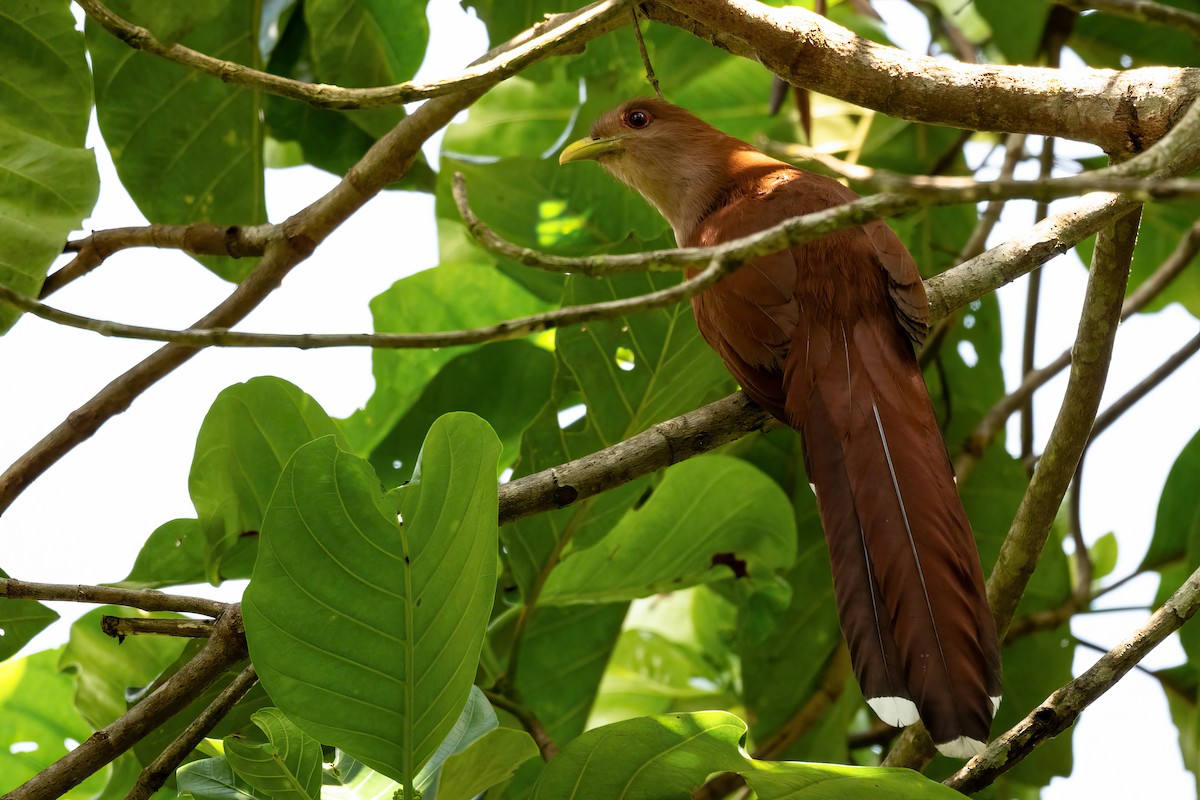 Cuco Ardilla Común - ML623964692