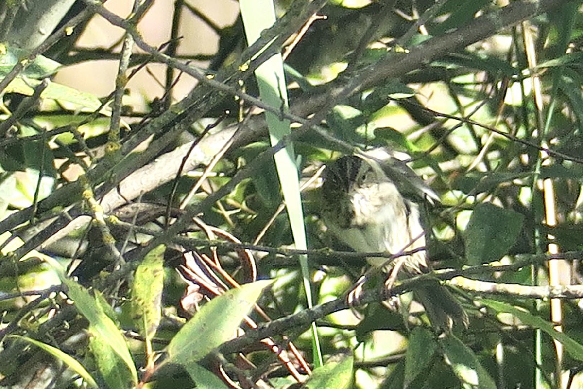 Lincoln's Sparrow - ML623964694