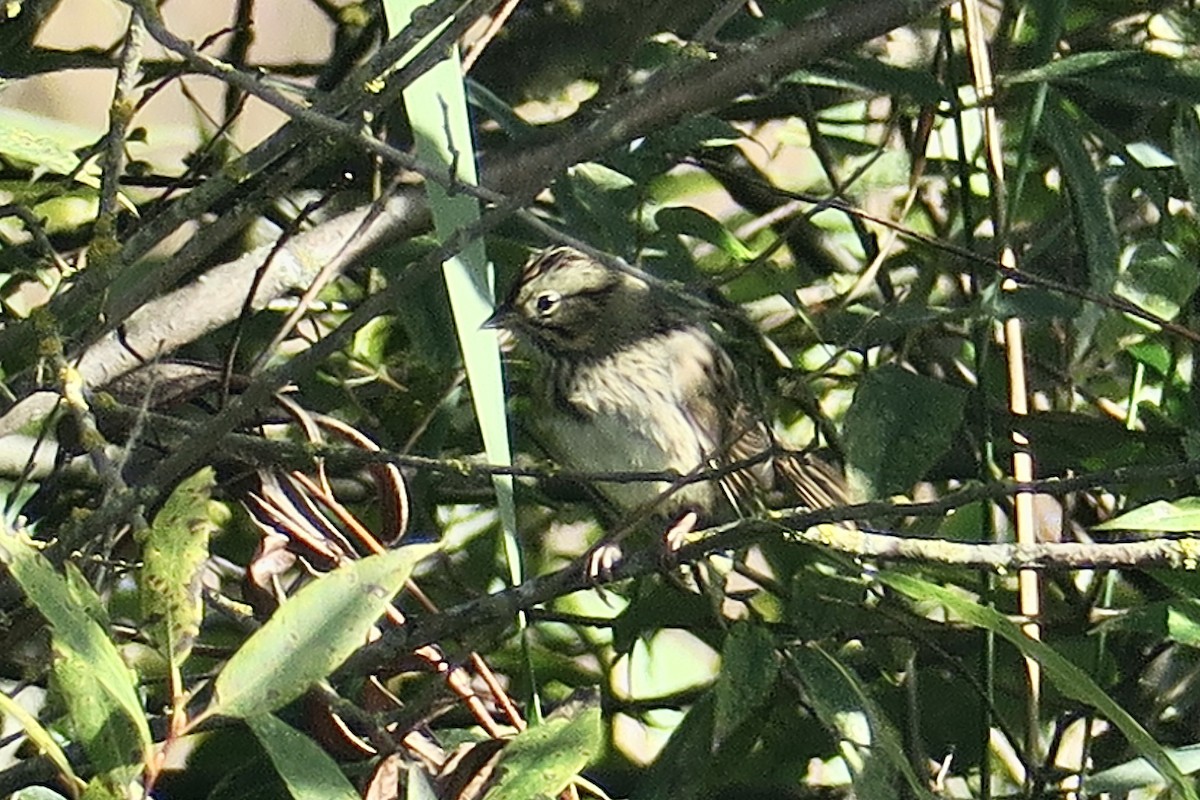 Lincoln's Sparrow - ML623964695