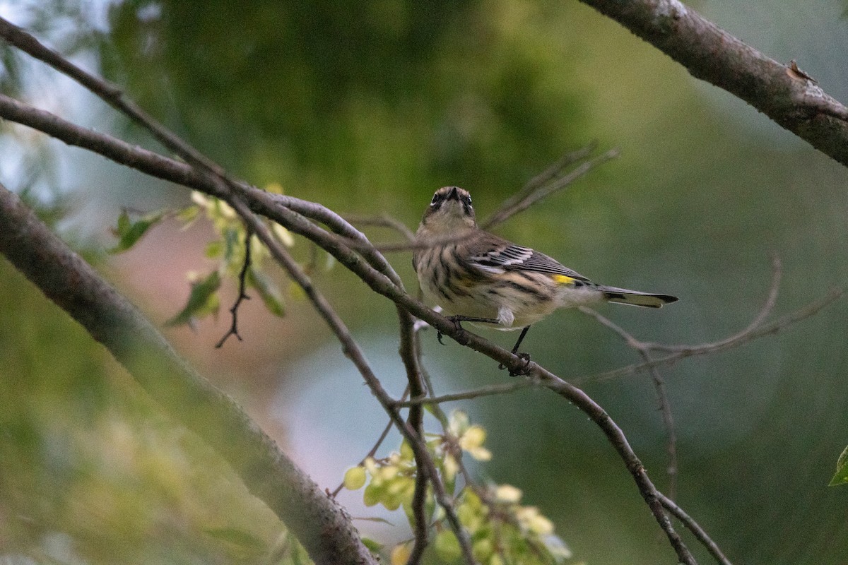 Yellow-rumped Warbler - ML623964716