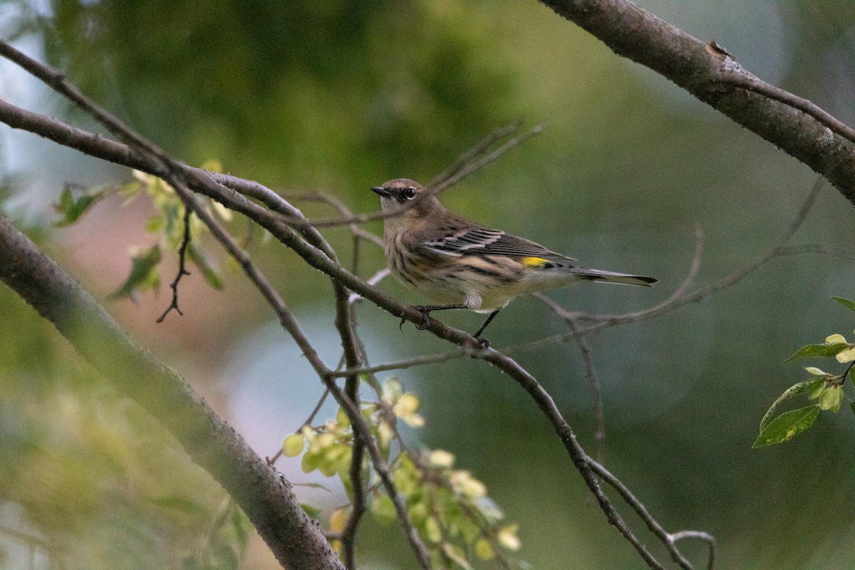 Yellow-rumped Warbler - ML623964717