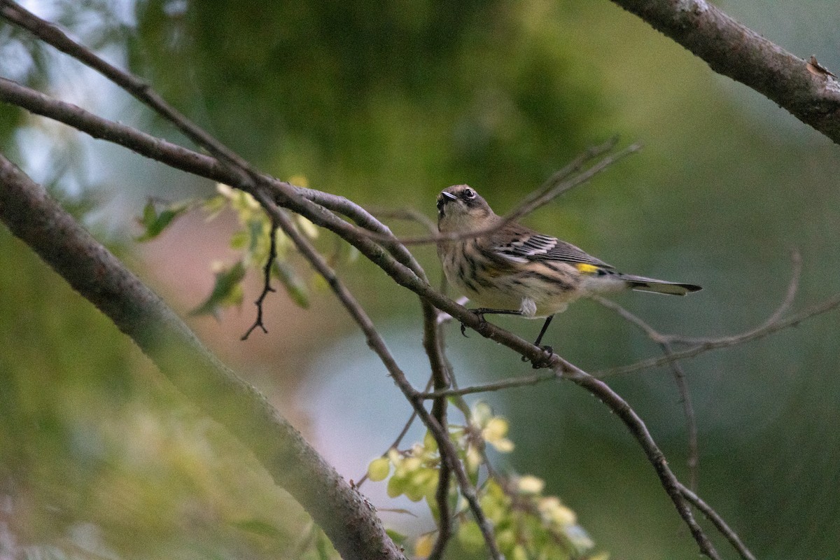 Yellow-rumped Warbler - ML623964718