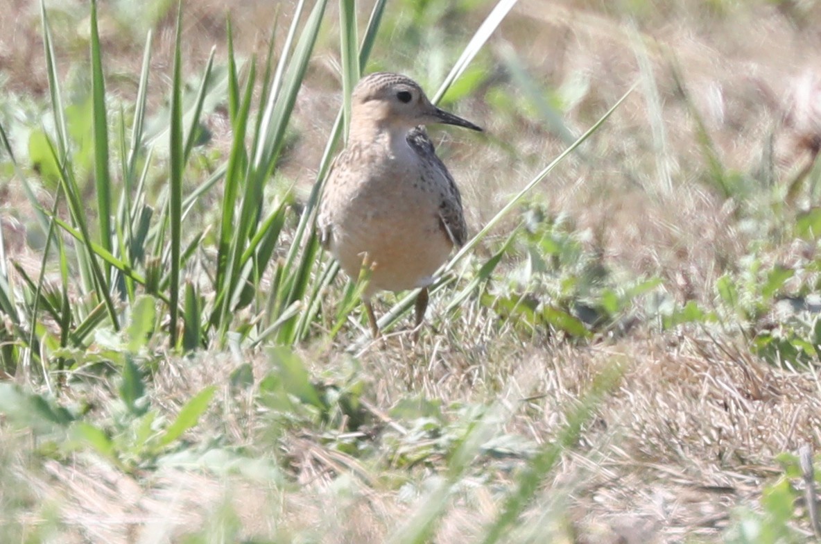 Buff-breasted Sandpiper - Diana Cook