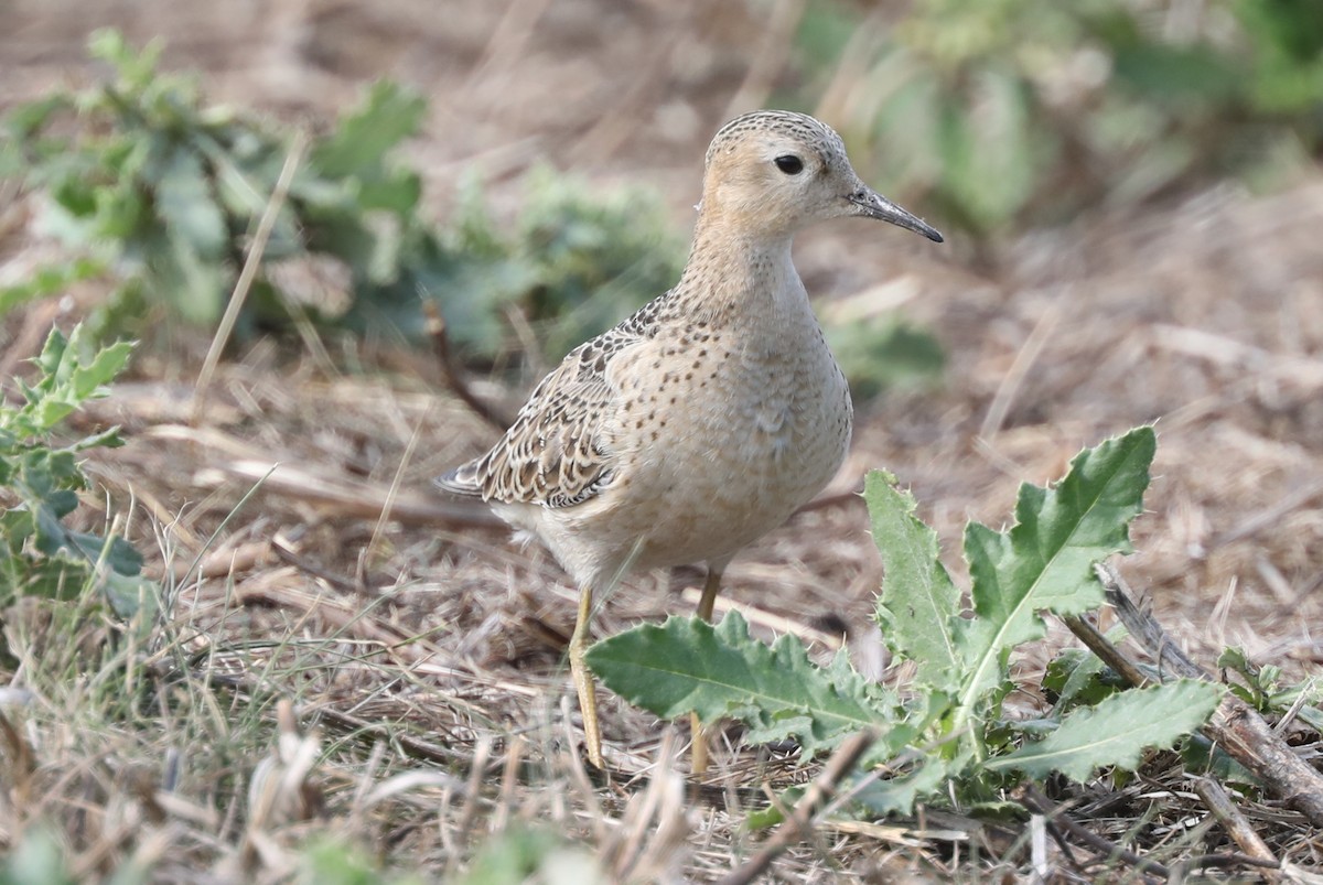 Buff-breasted Sandpiper - Diana Cook