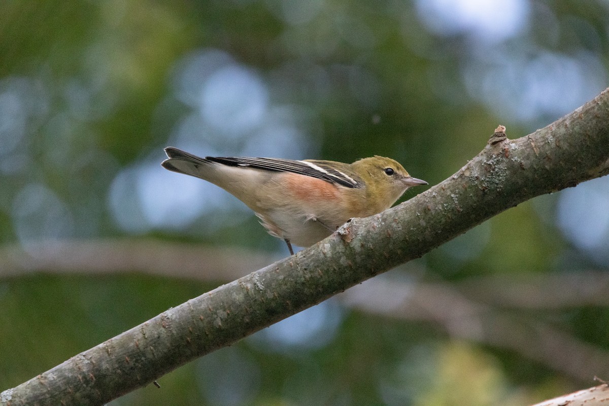 Bay-breasted Warbler - ML623964726