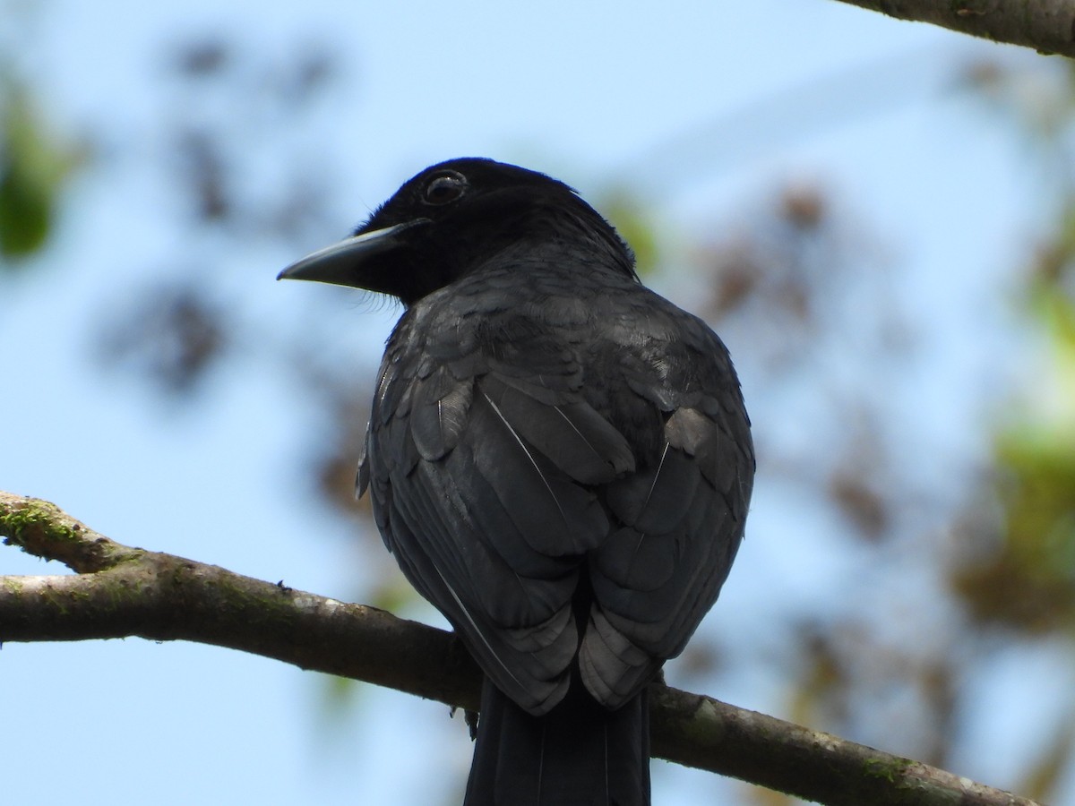 Purple-throated Fruitcrow - ML623964731