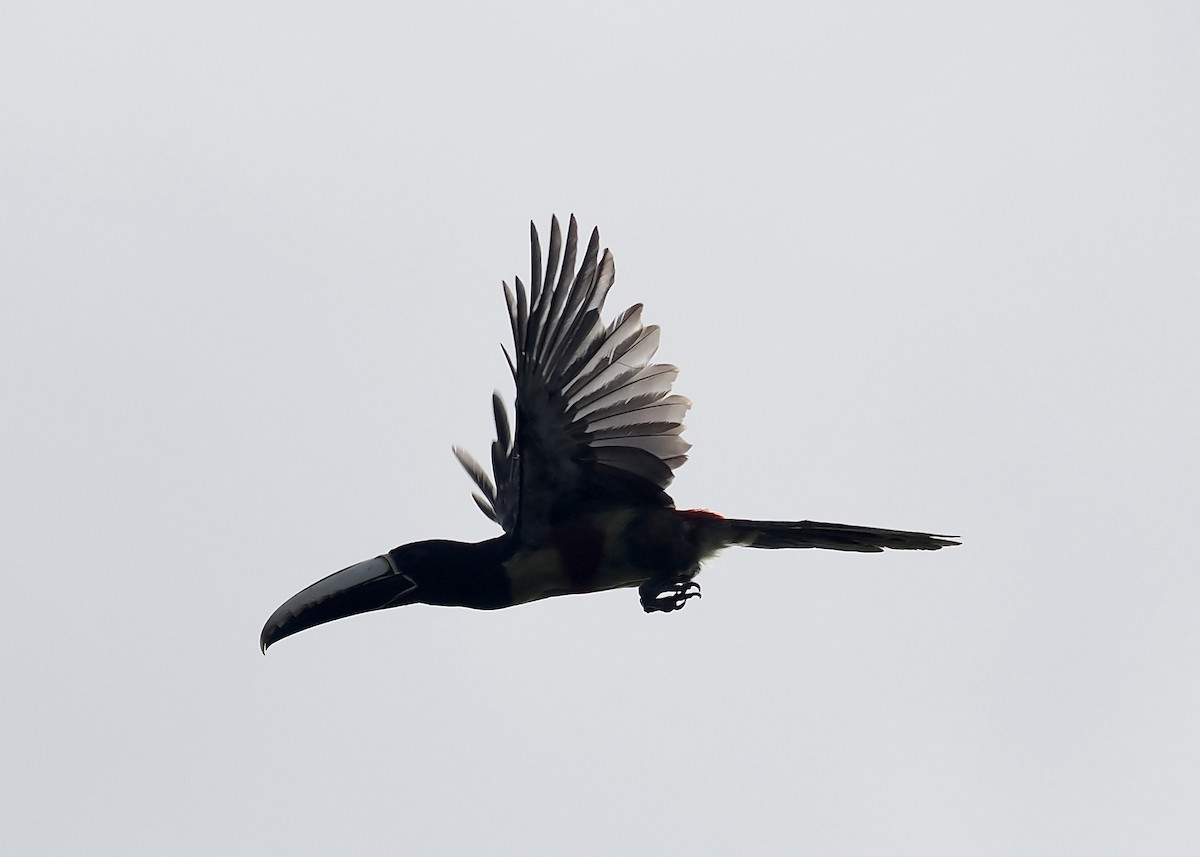 Black-necked Aracari - ML623964753