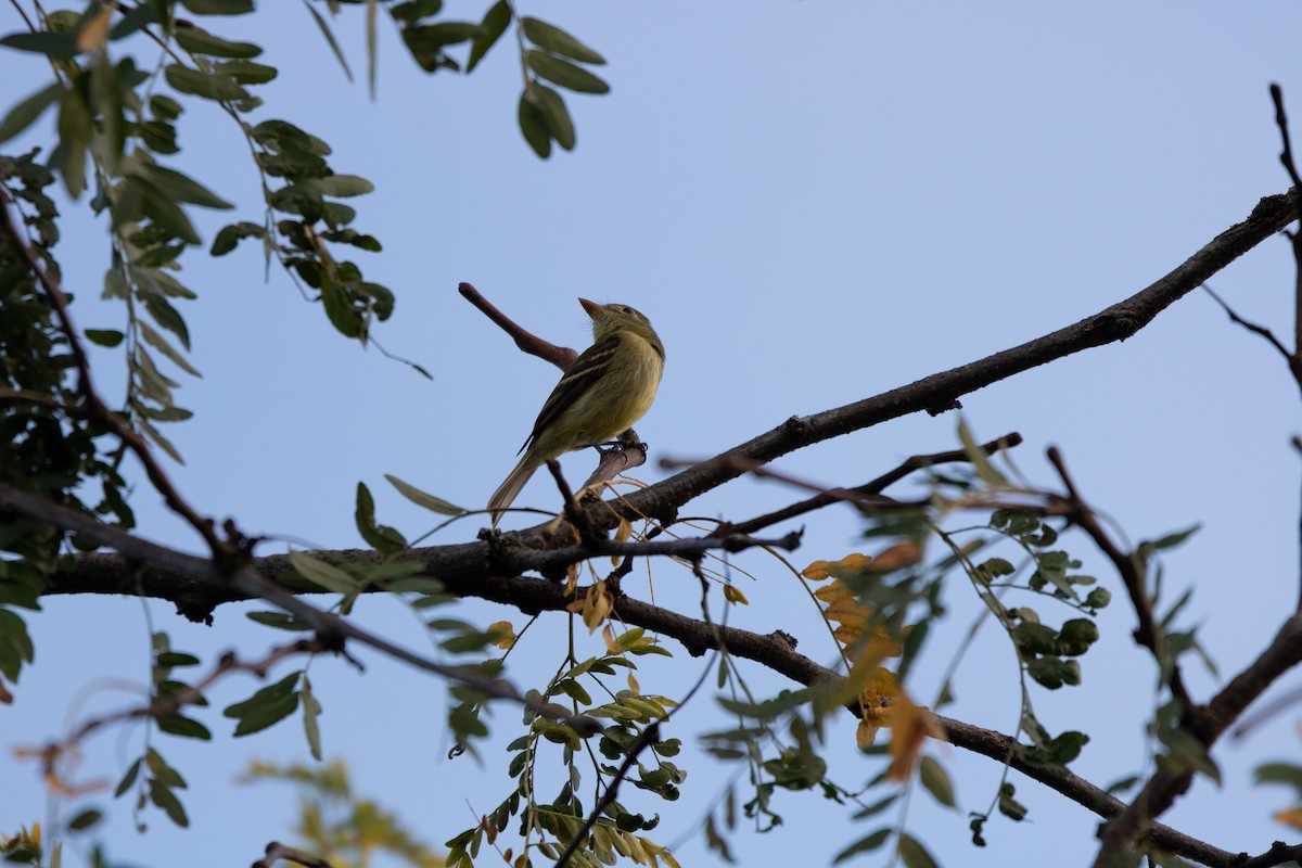 Yellow-bellied Flycatcher - ML623964762