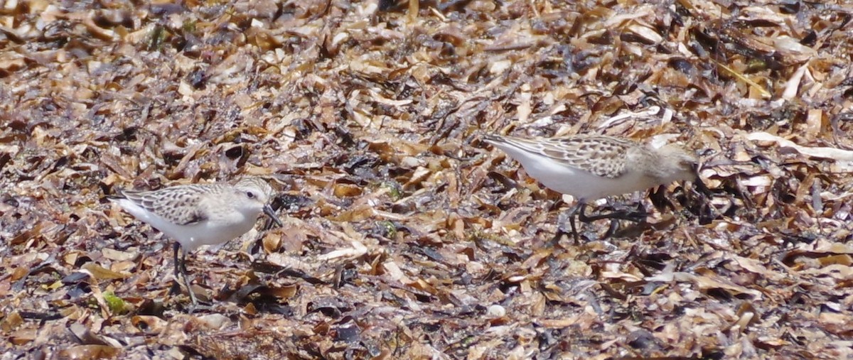 Sanderling - ML623964770