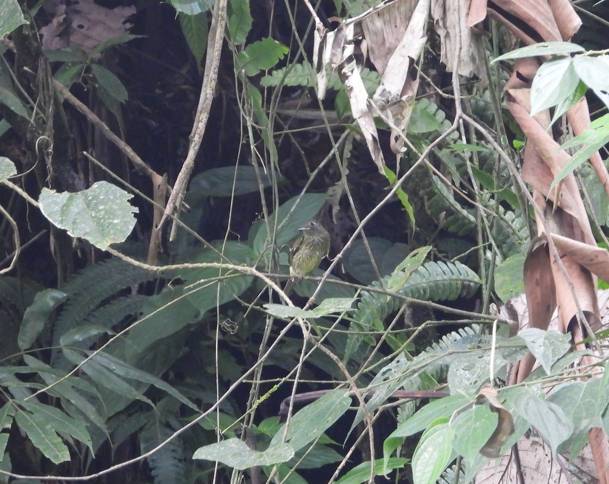 Olive-striped Flycatcher - Jose Fernando Sanchez O.