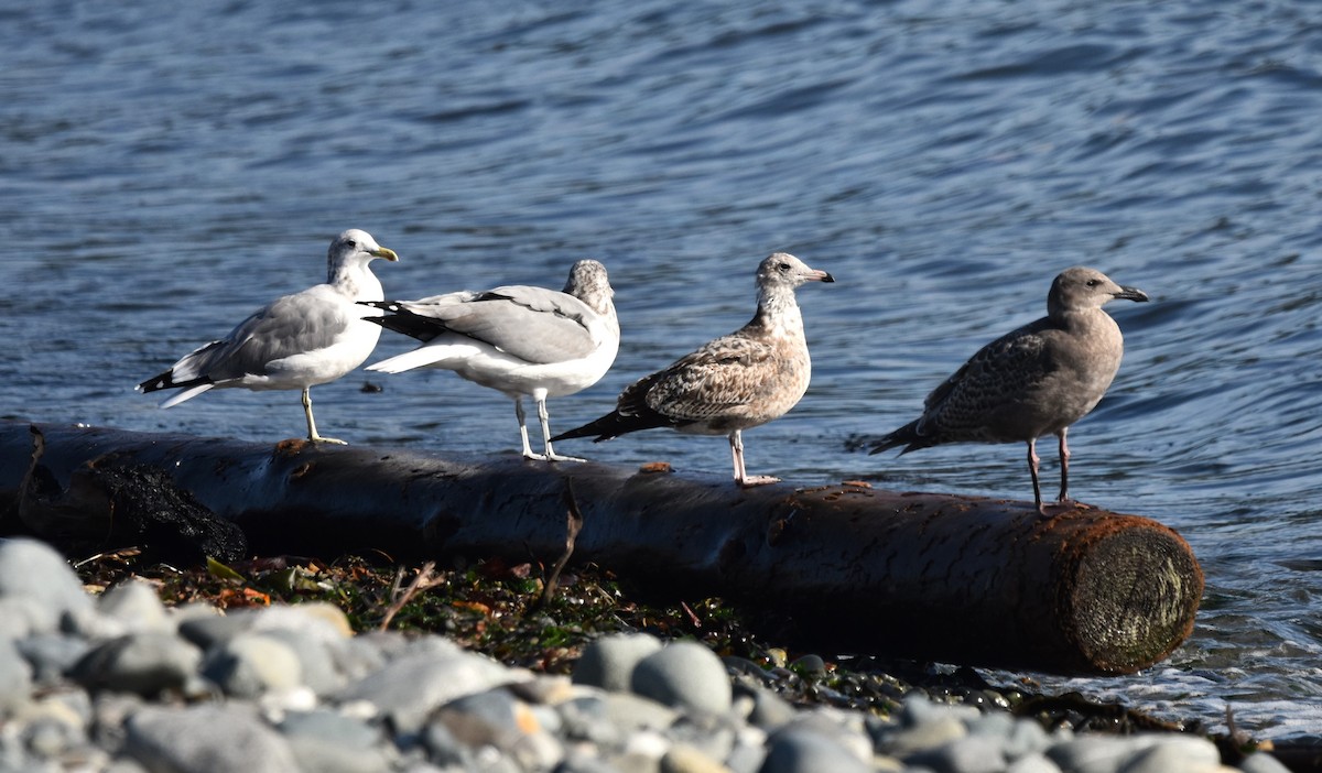 California Gull - ML623964809