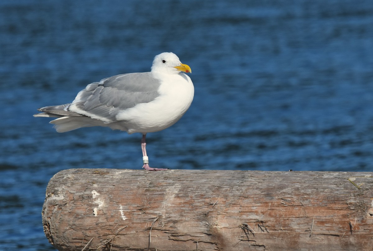 Glaucous-winged Gull - ML623964822