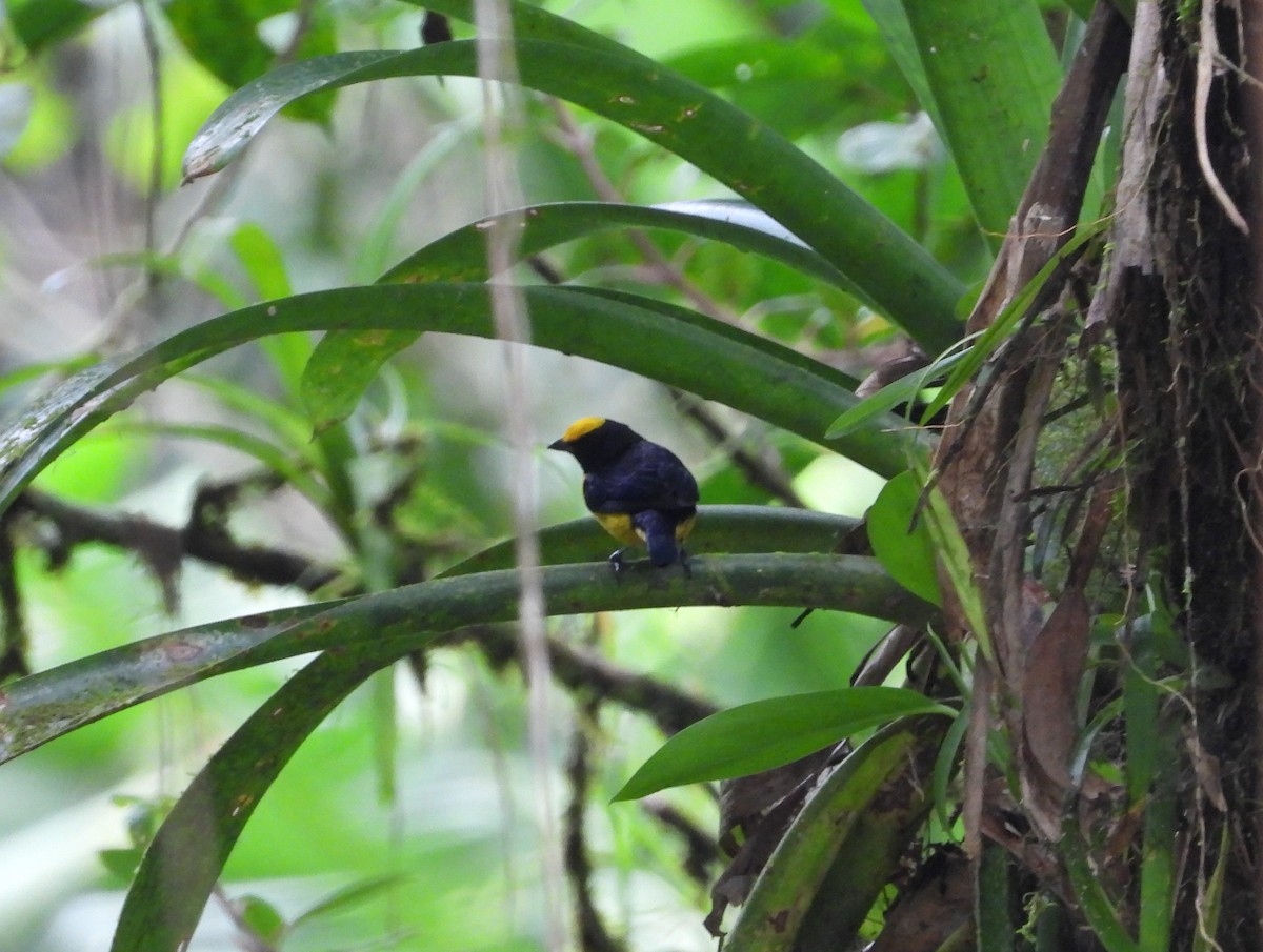 Orange-bellied Euphonia - ML623964824